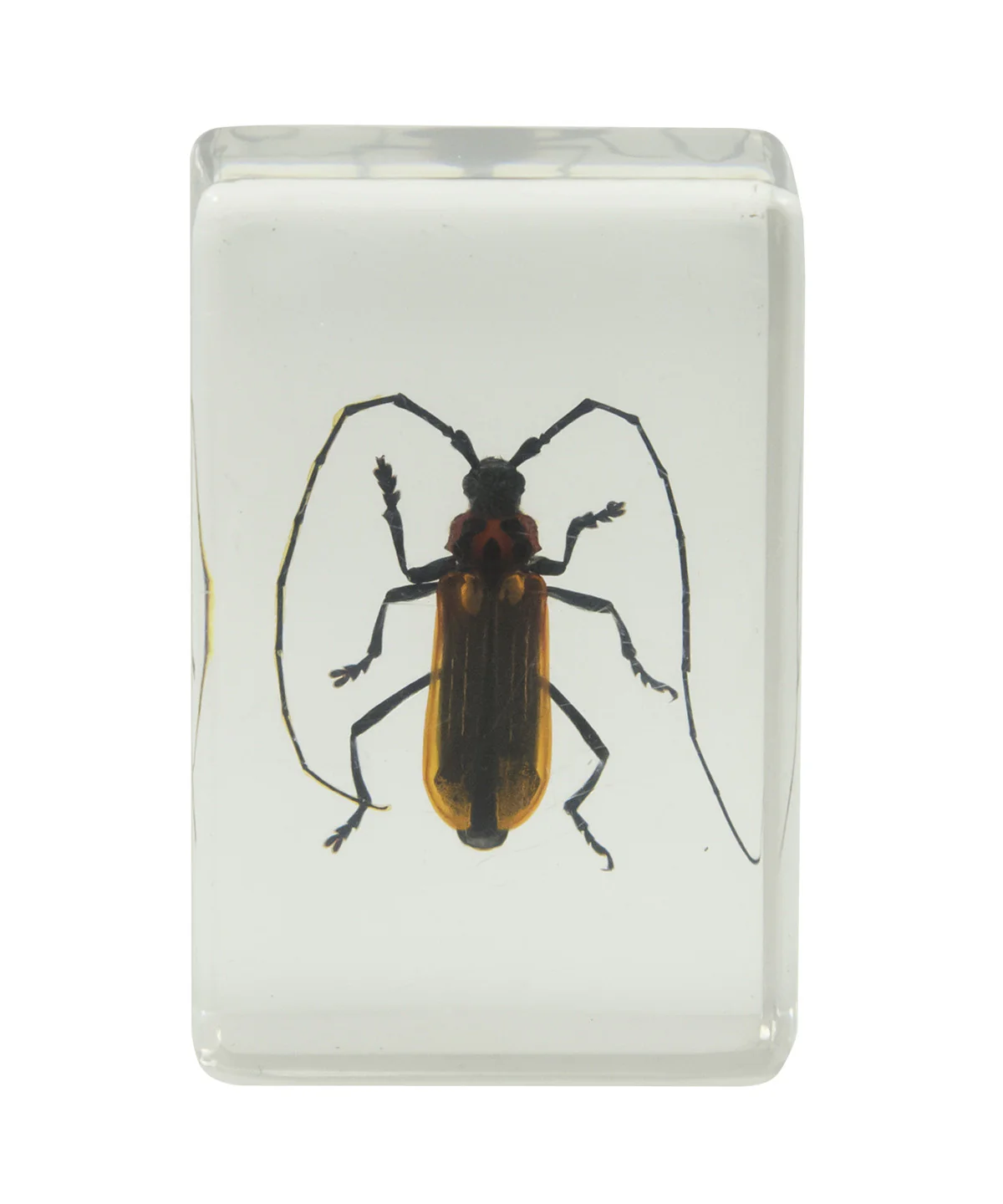 3D Bug Specimen Kit #1 - Image 10