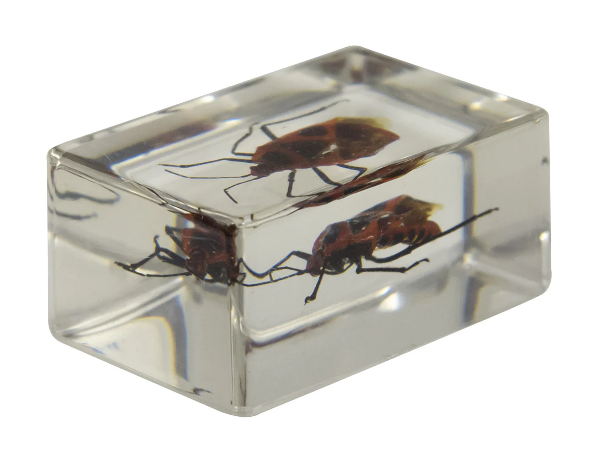 3D Bug Specimen Kit #1 - Image 11