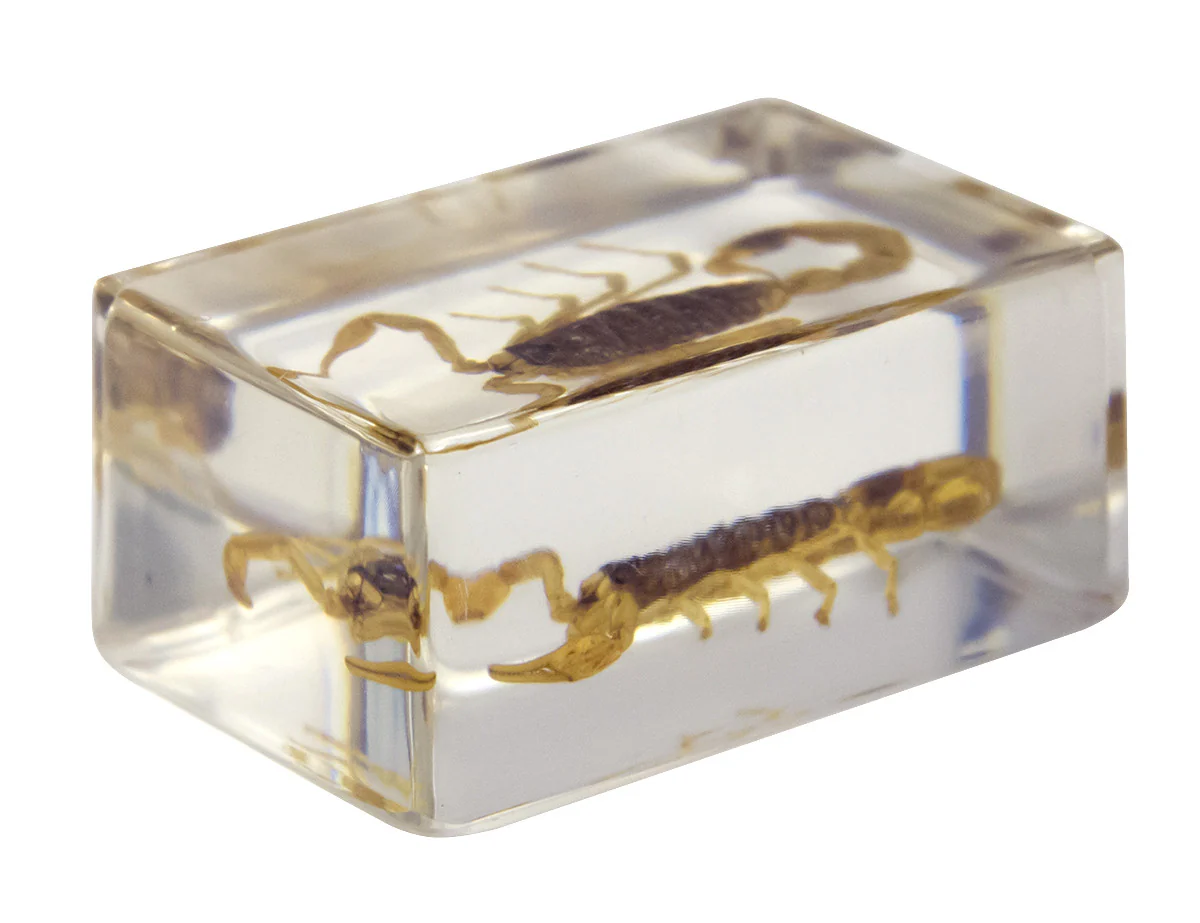 3D Bug Specimen Kit #1 - Image 12