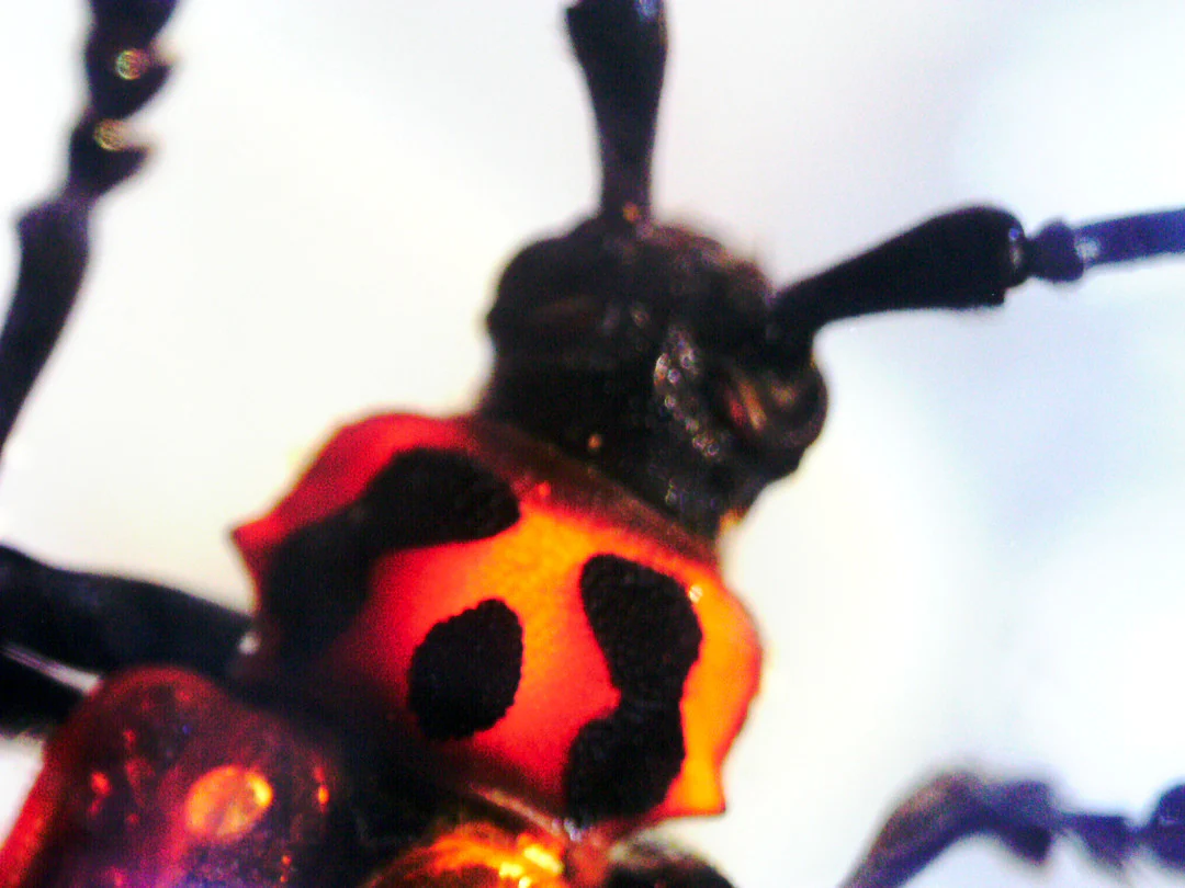 3D Bug Specimen Kit #1 - Image 13