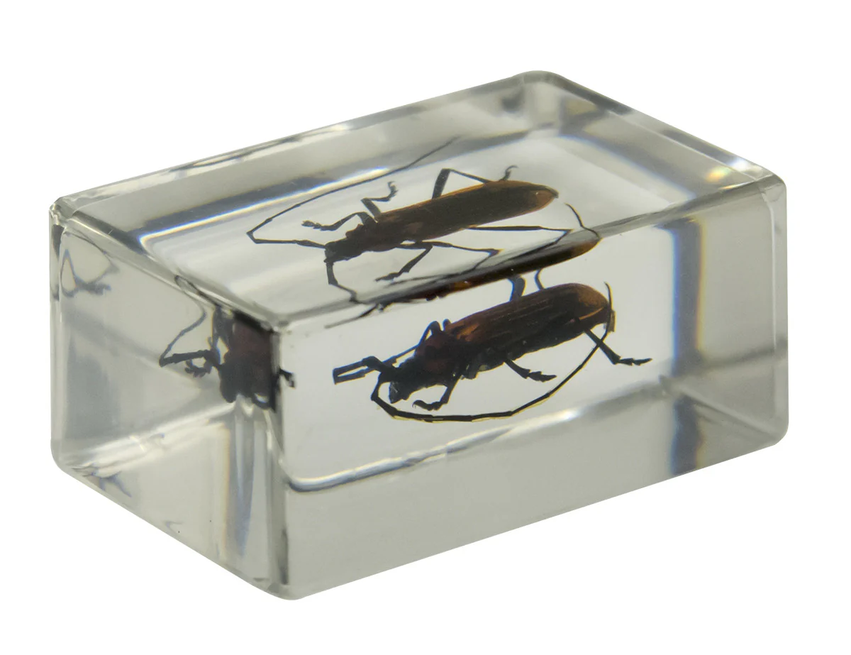 3D Bug Specimen Kit #1 - Image 3