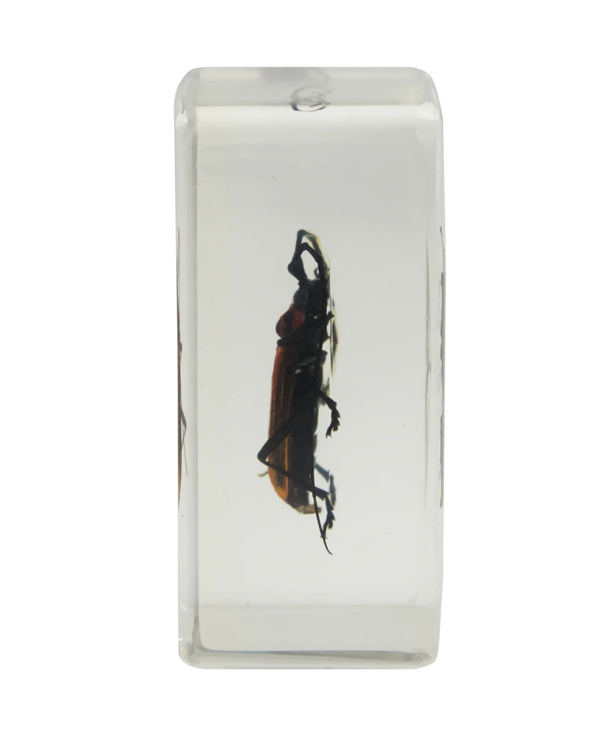 3D Bug Specimen Kit #1 - Image 4