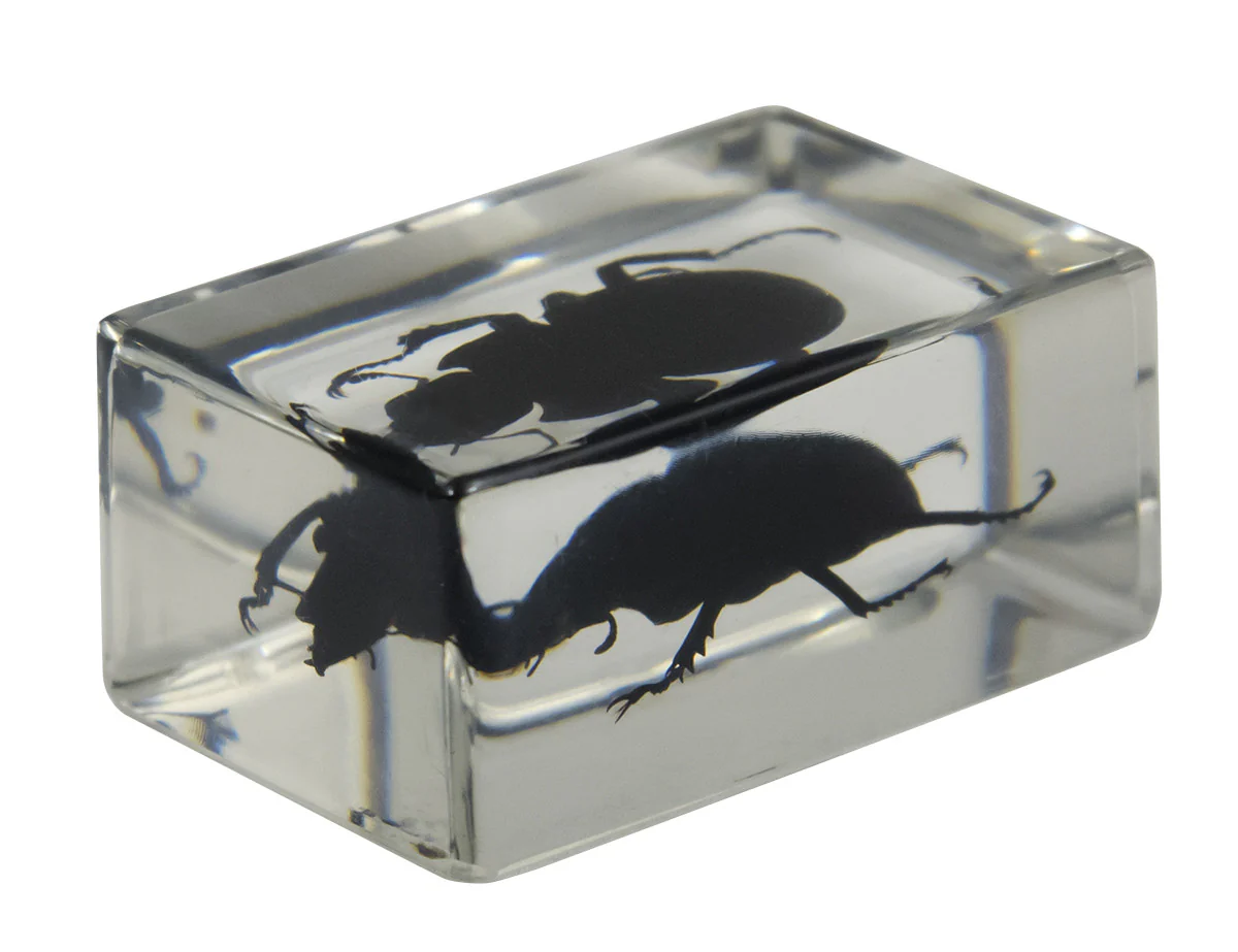 3D Bug Specimen Kit #1 - Image 5
