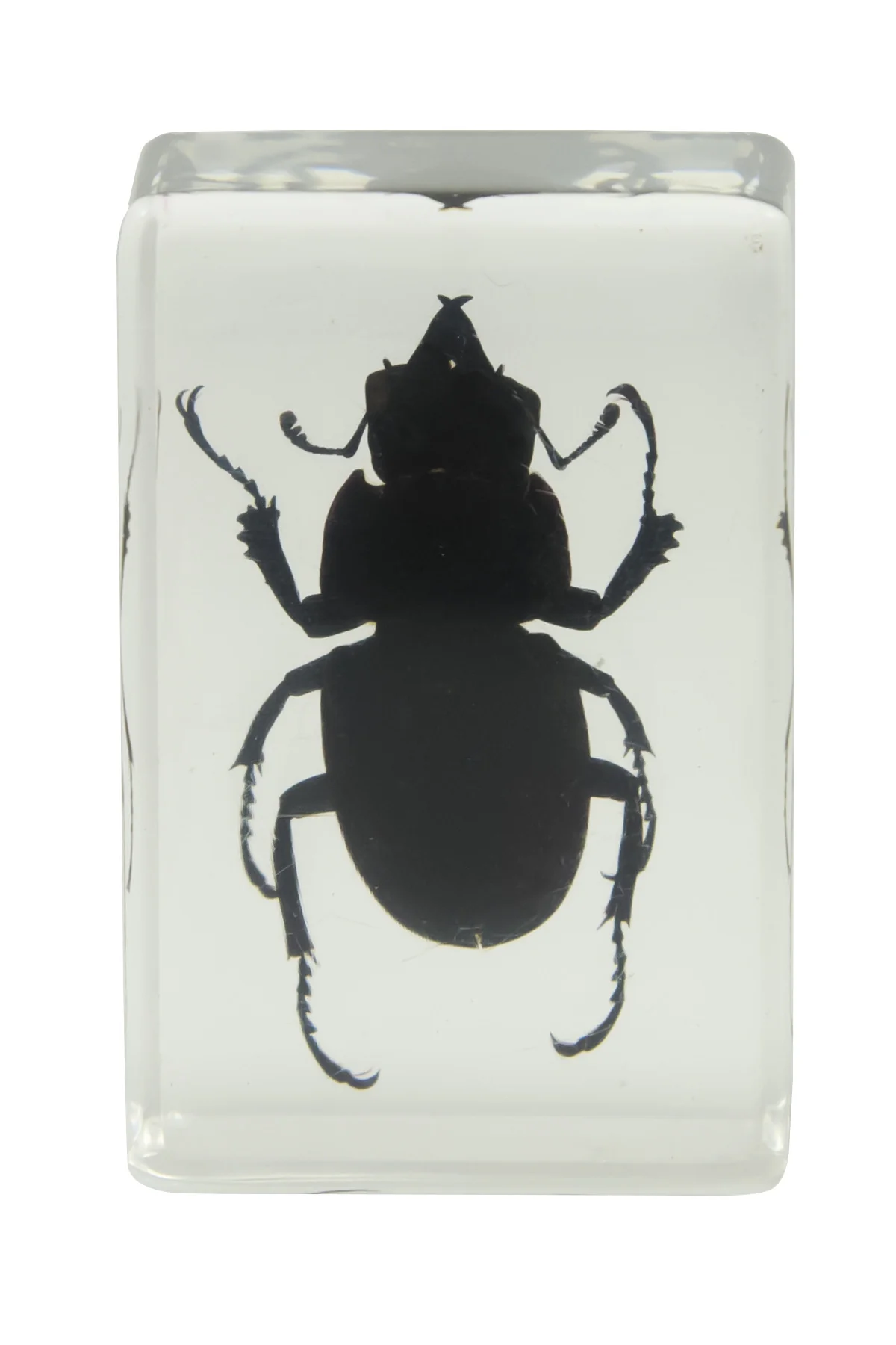3D Bug Specimen Kit #1 - Image 6