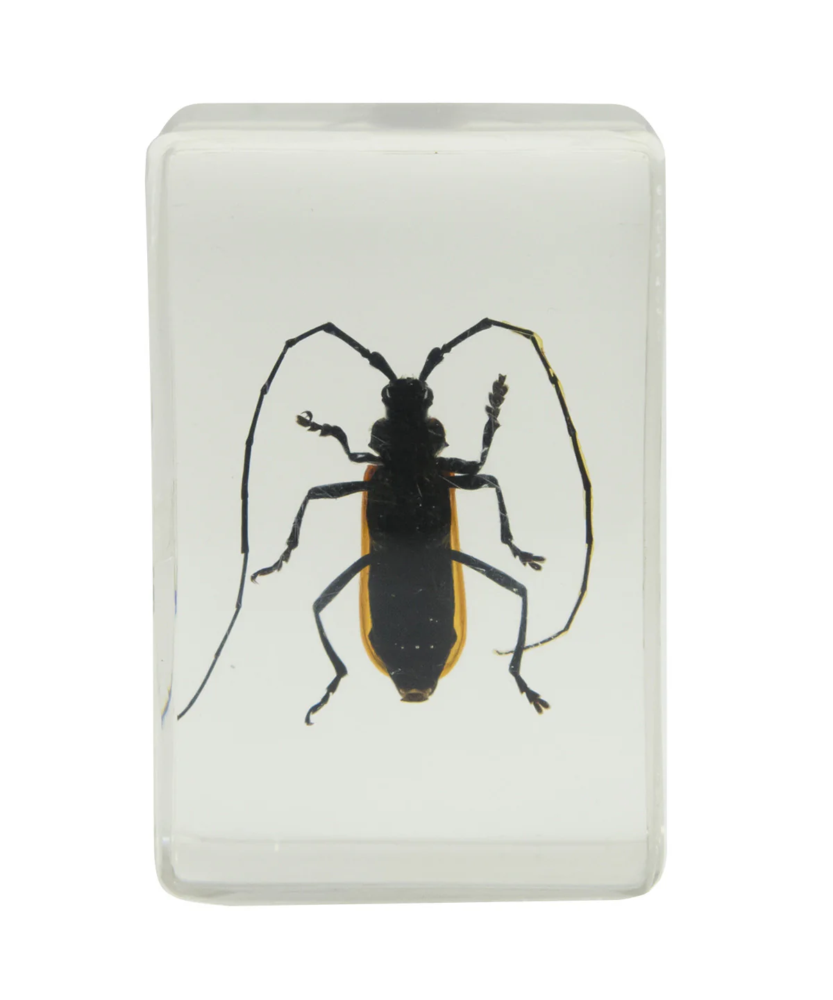 3D Bug Specimen Kit #1 - Image 7