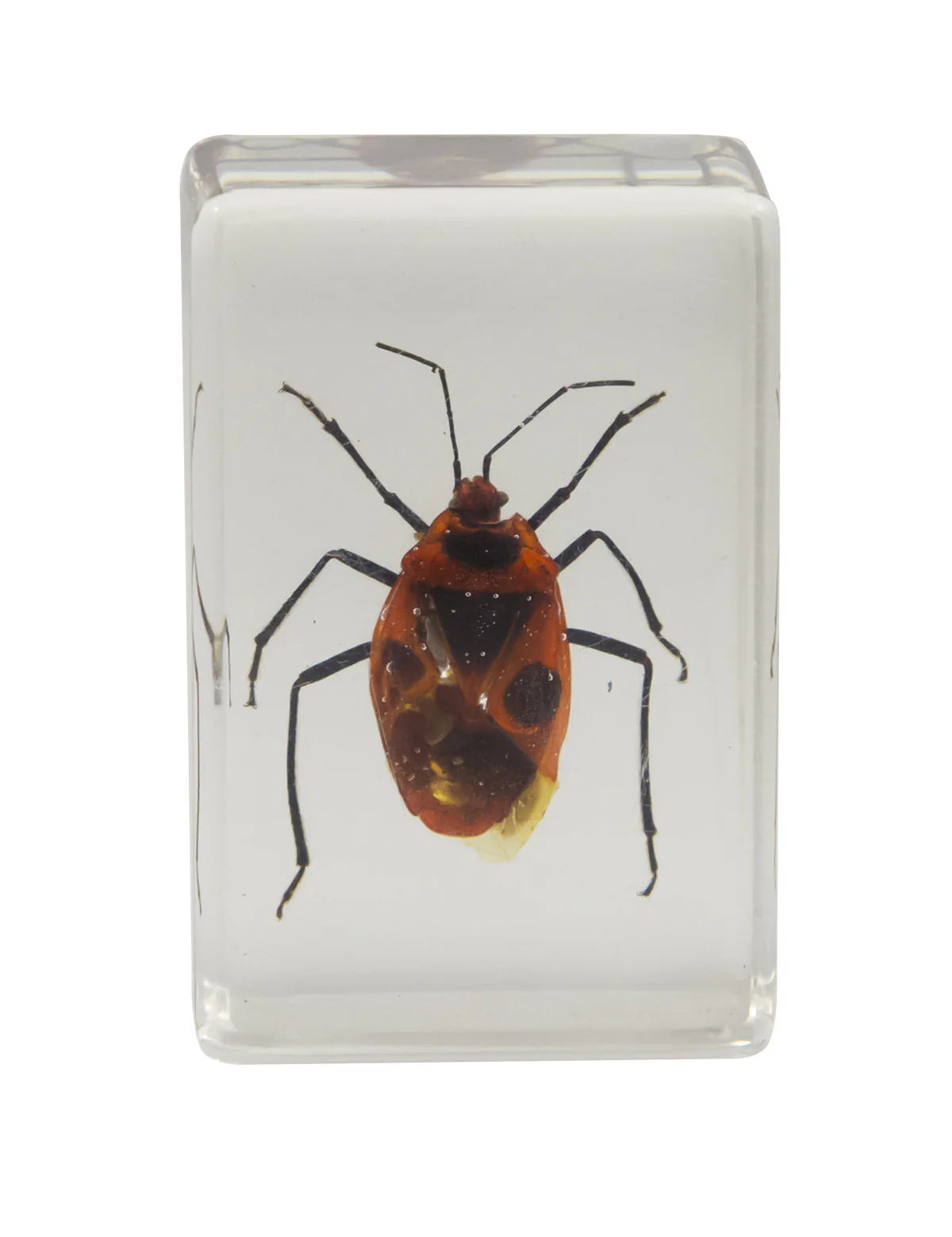 3D Bug Specimen Kit #1 - Image 8
