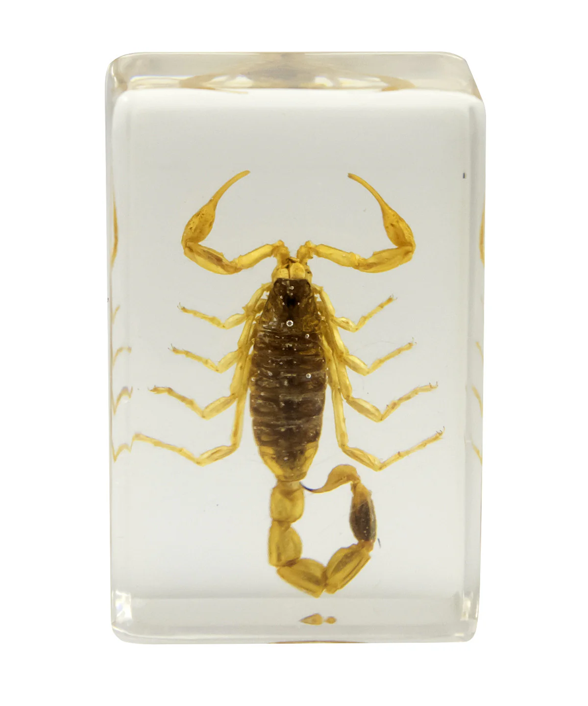 3D Bug Specimen Kit #1 - Image 9