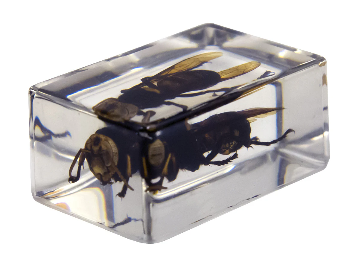 3D Bug Specimen Kit #2 - Image 10
