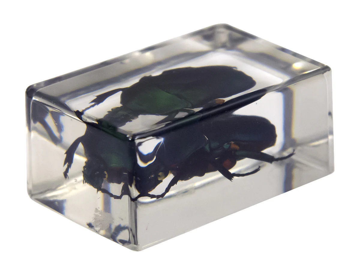 3D Bug Specimen Kit #2 - Image 11