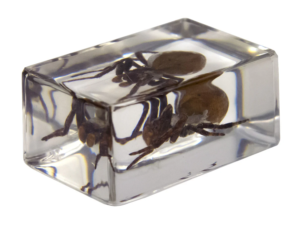 3D Bug Specimen Kit #2 - Image 12