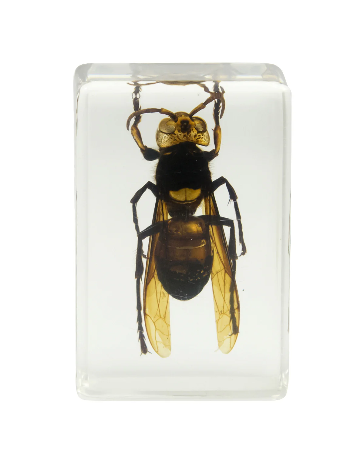 3D Bug Specimen Kit #2 - Image 3