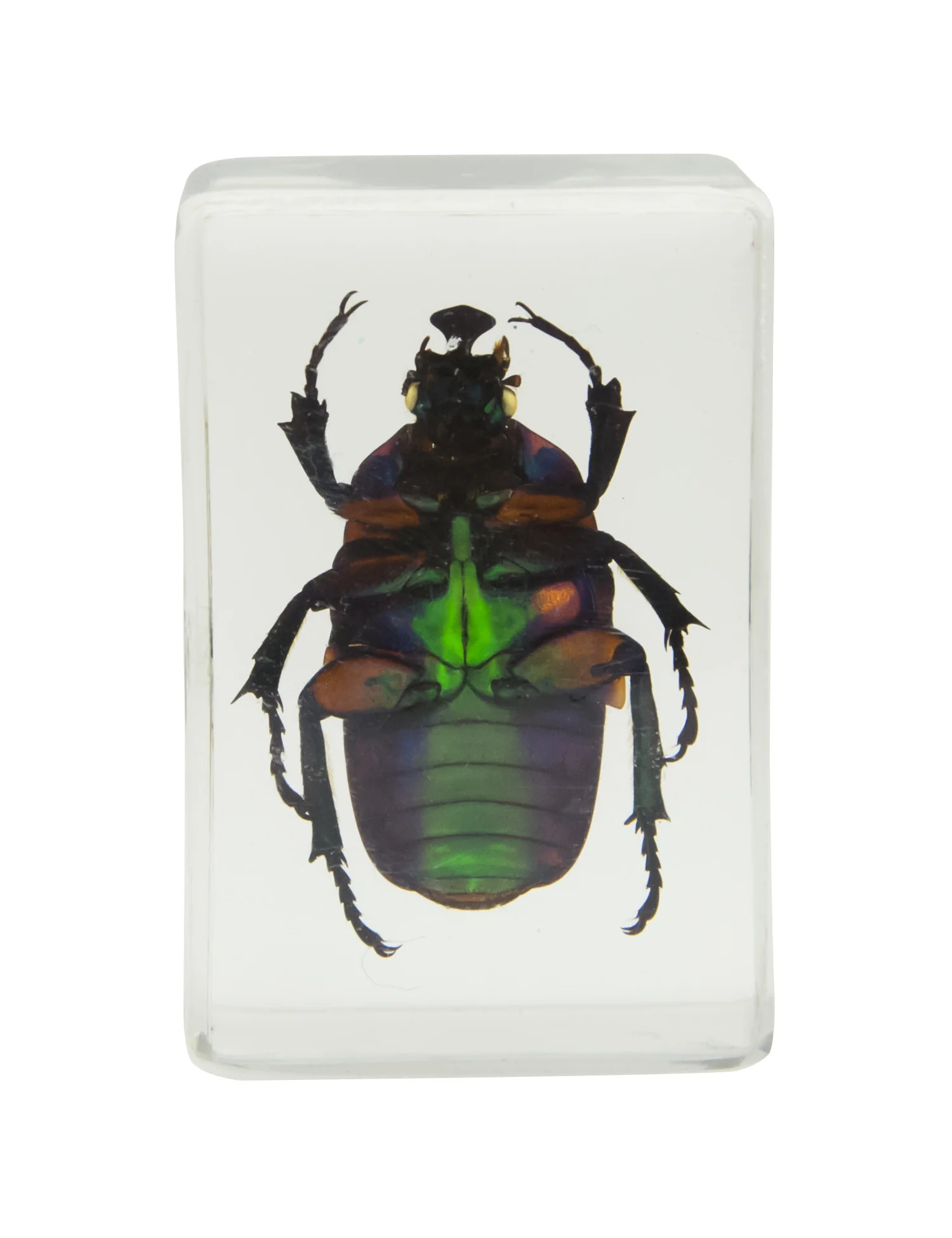 3D Bug Specimen Kit #2 - Image 4