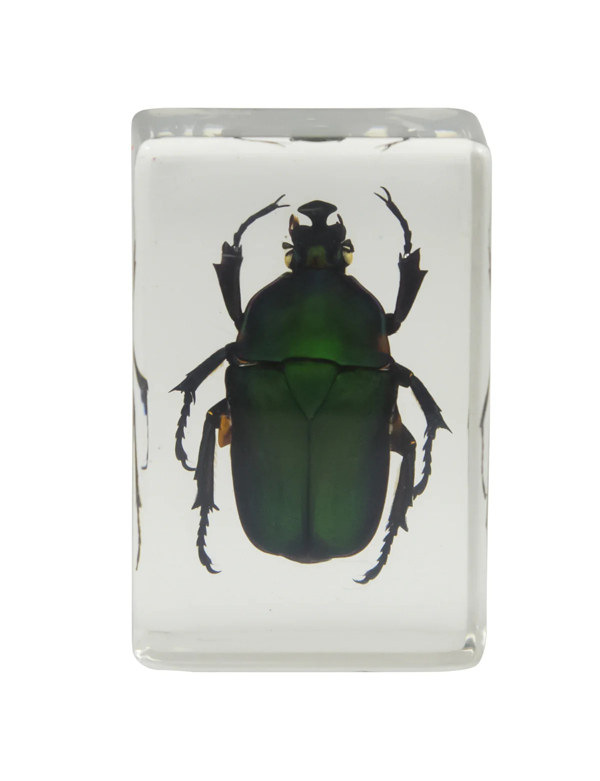 3D Bug Specimen Kit #2 - Image 6