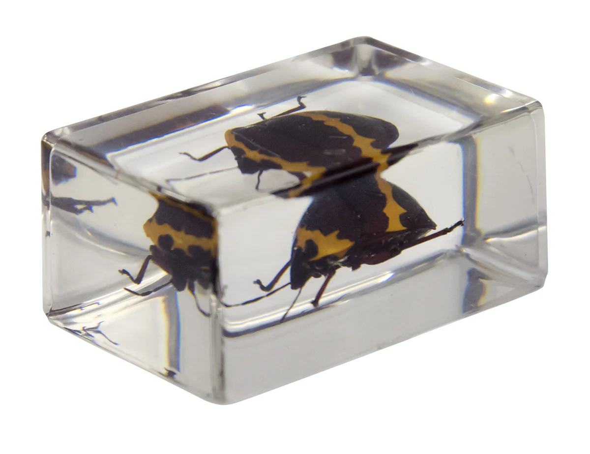 3D Bug Specimen Kit #2 - Image 7