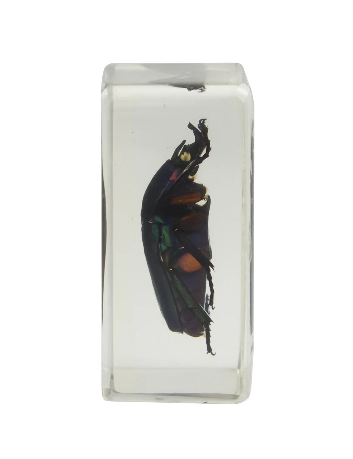 3D Bug Specimen Kit #2 - Image 8