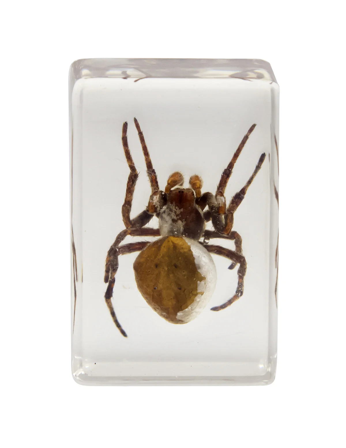 3D Bug Specimen Kit #2 - Image 9
