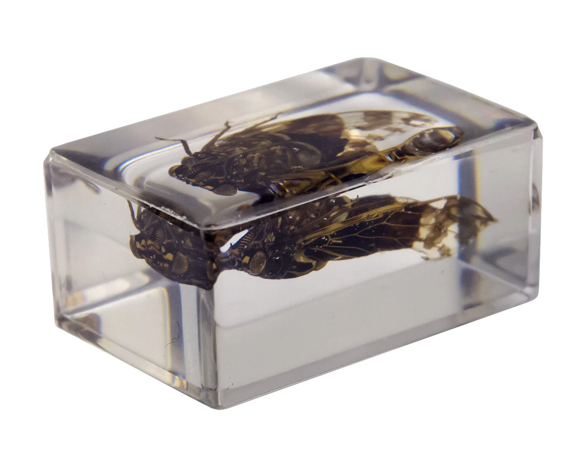 3D Bug Specimen Kit #3 - Image 10