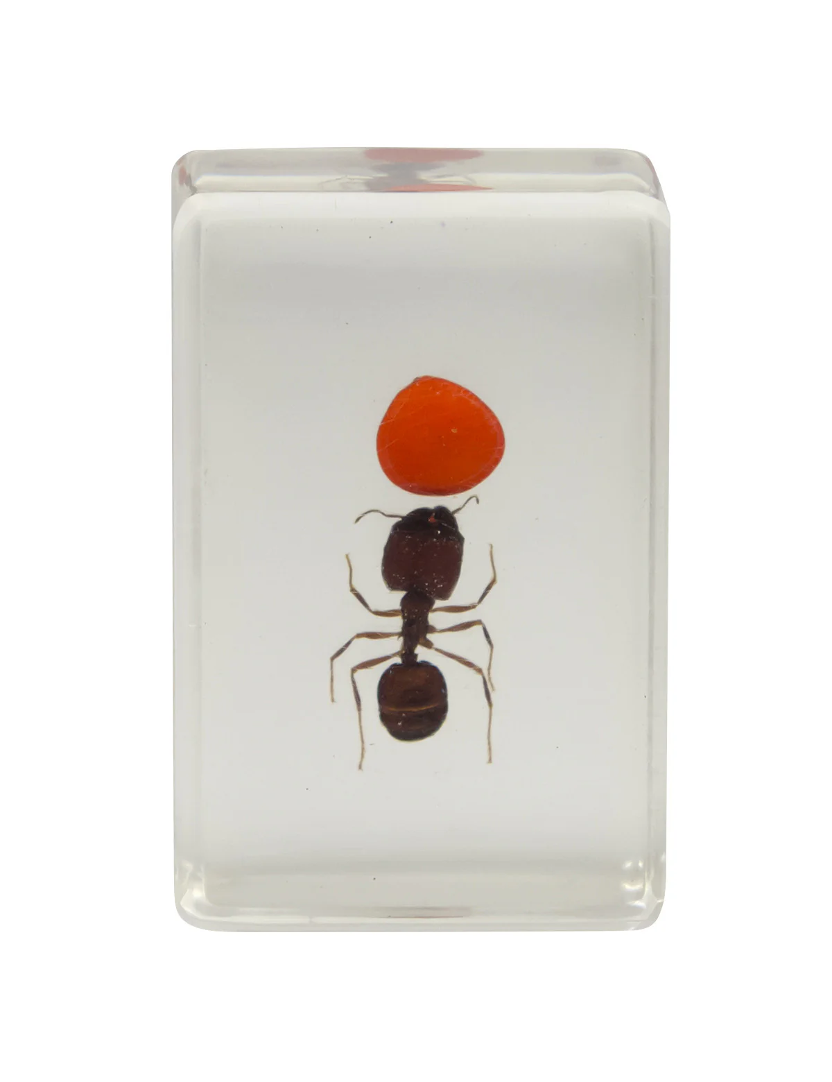 3D Bug Specimen Kit #3 - Image 11