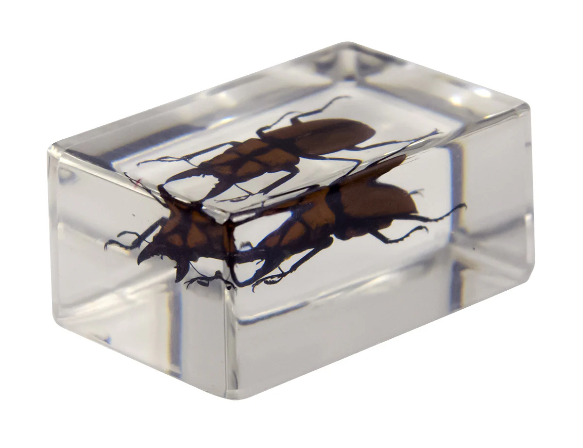 3D Bug Specimen Kit #3 - Image 12