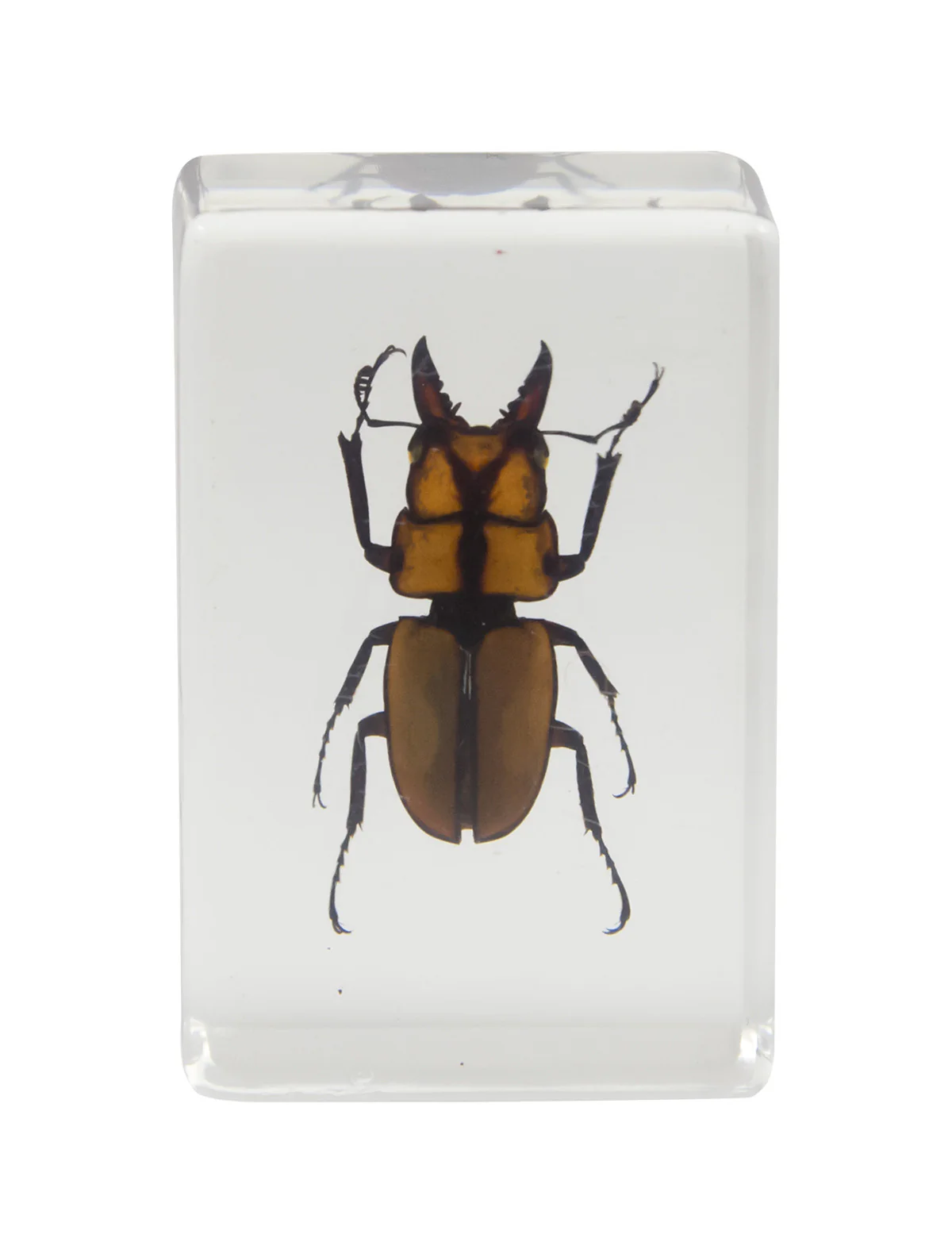 3D Bug Specimen Kit #3 - Image 4