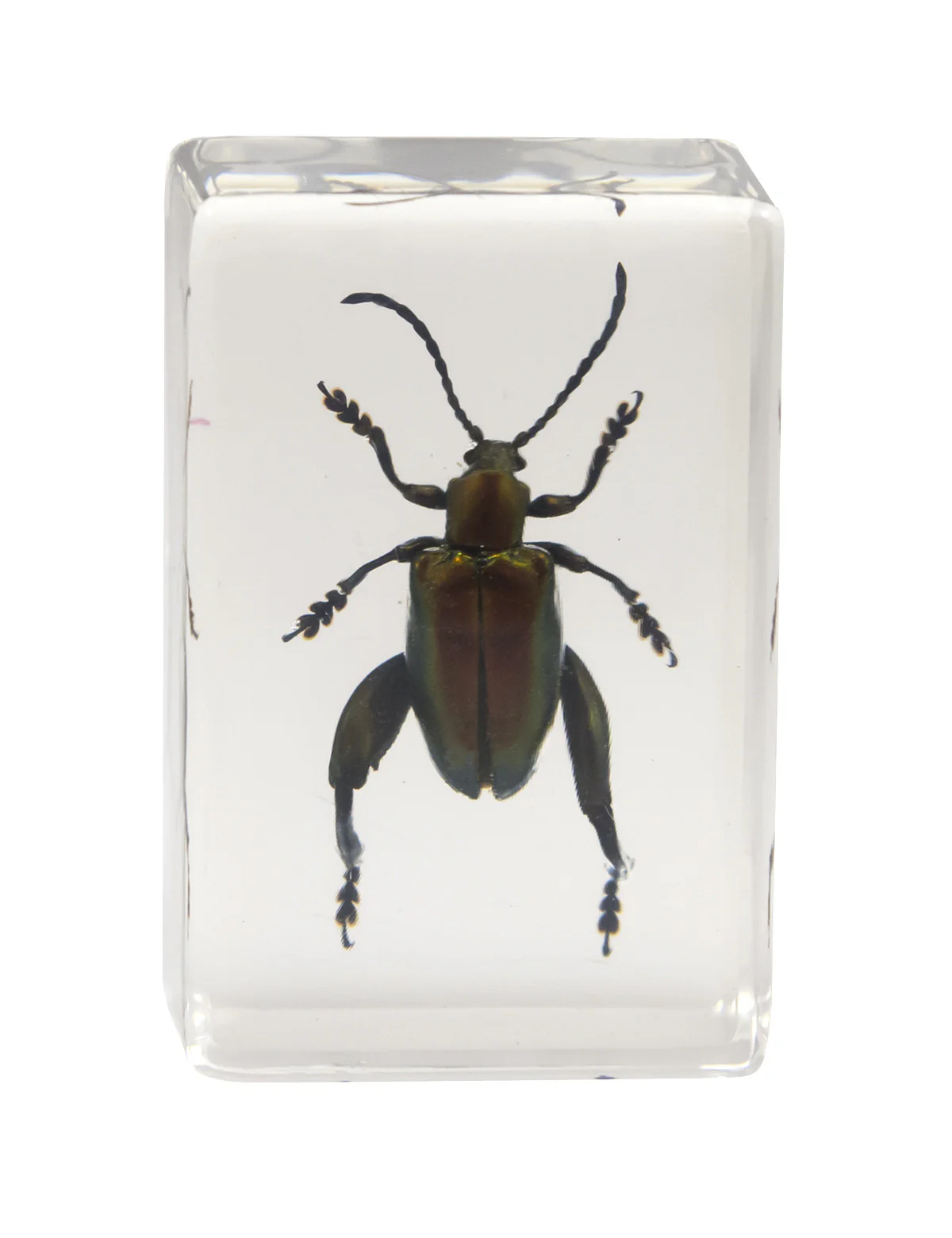 3D Bug Specimen Kit #3 - Image 5