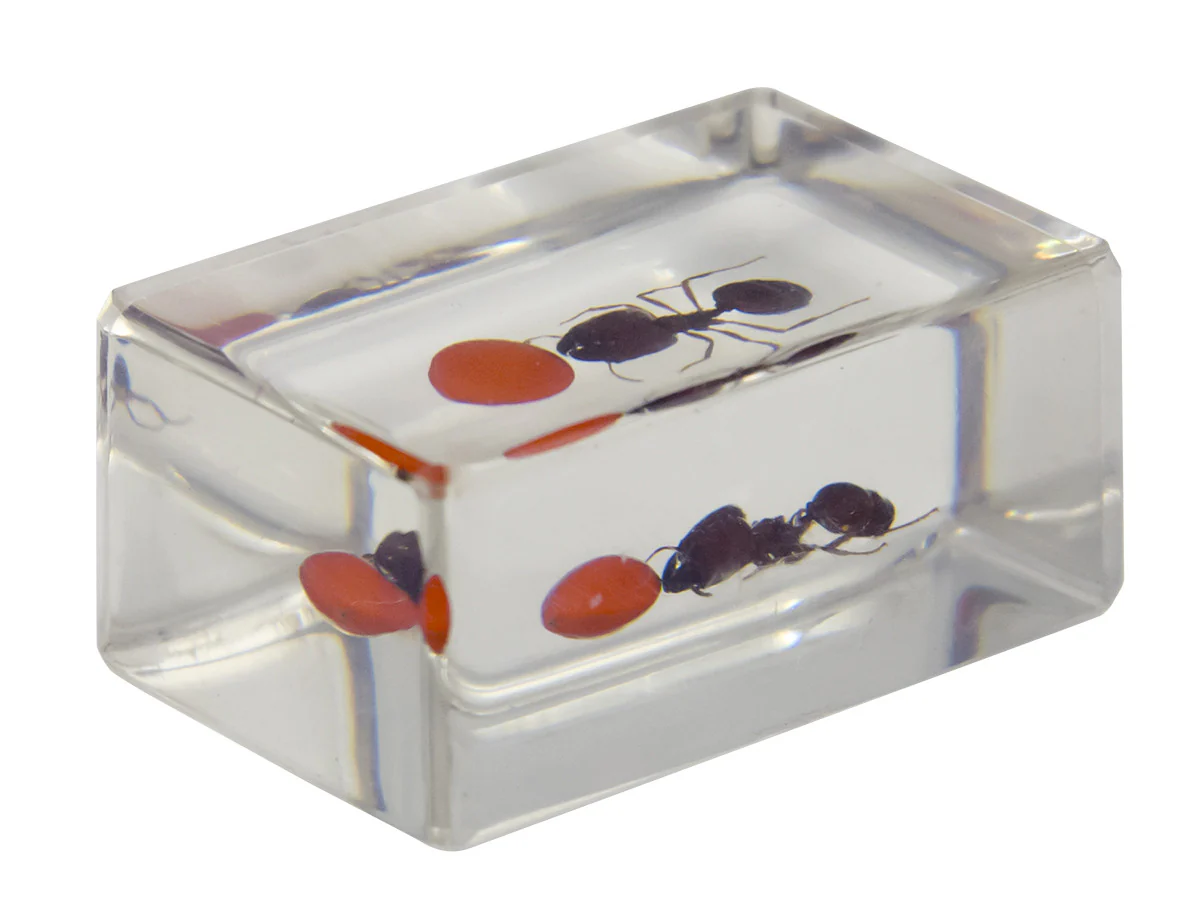 3D Bug Specimen Kit #3 - Image 6