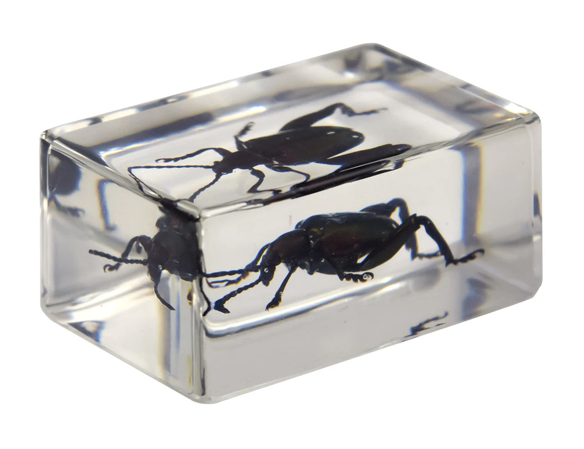 3D Bug Specimen Kit #3 - Image 7