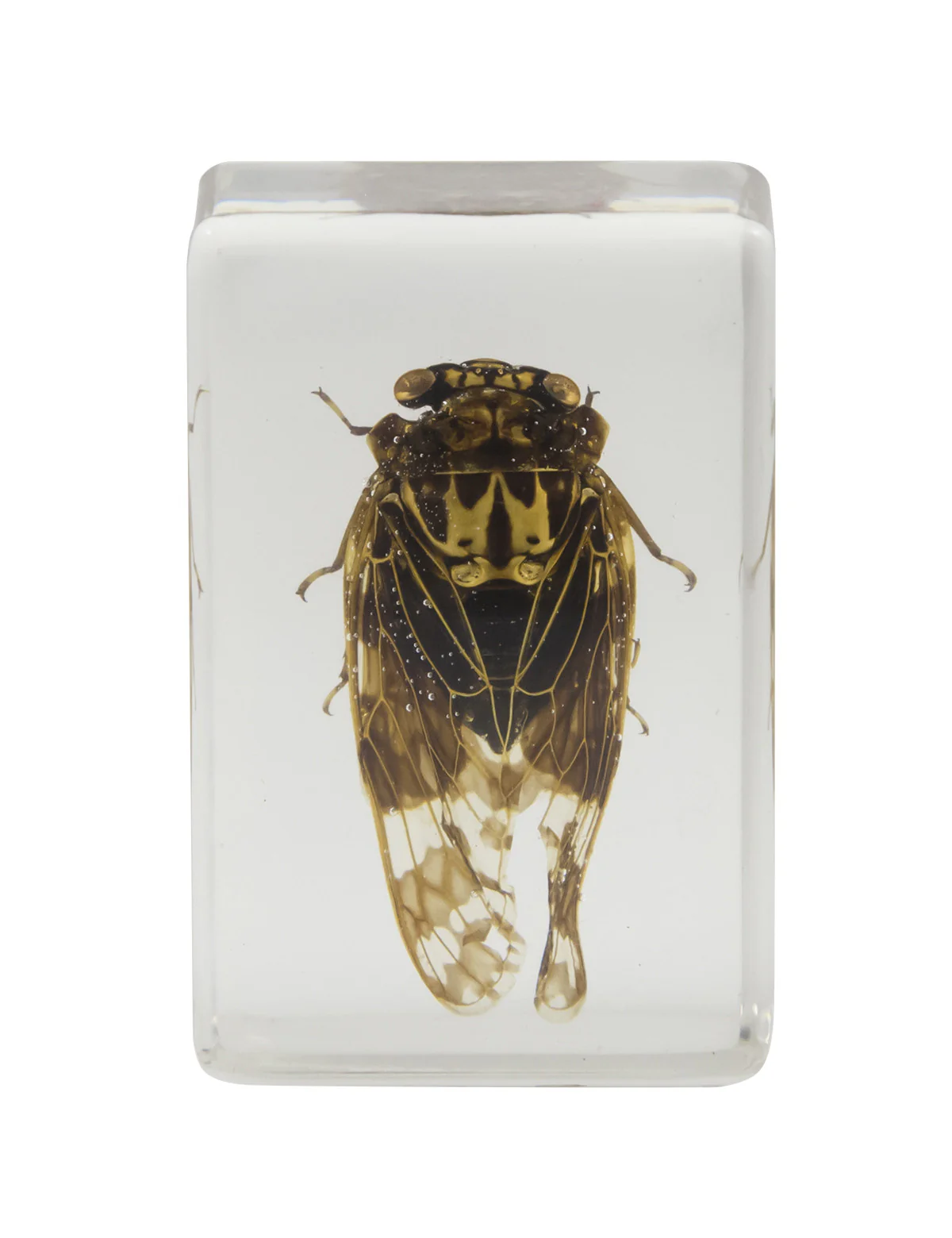 3D Bug Specimen Kit #3 - Image 8