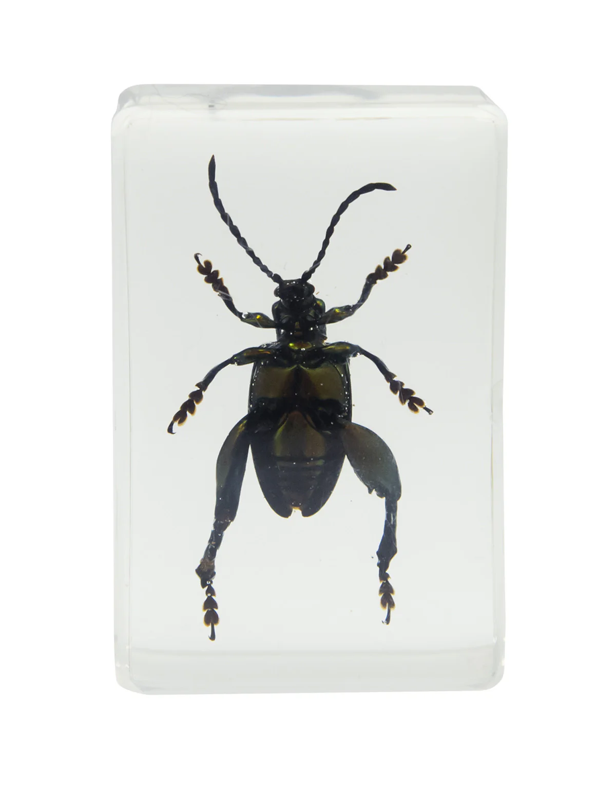 3D Bug Specimen Kit #3 - Image 9