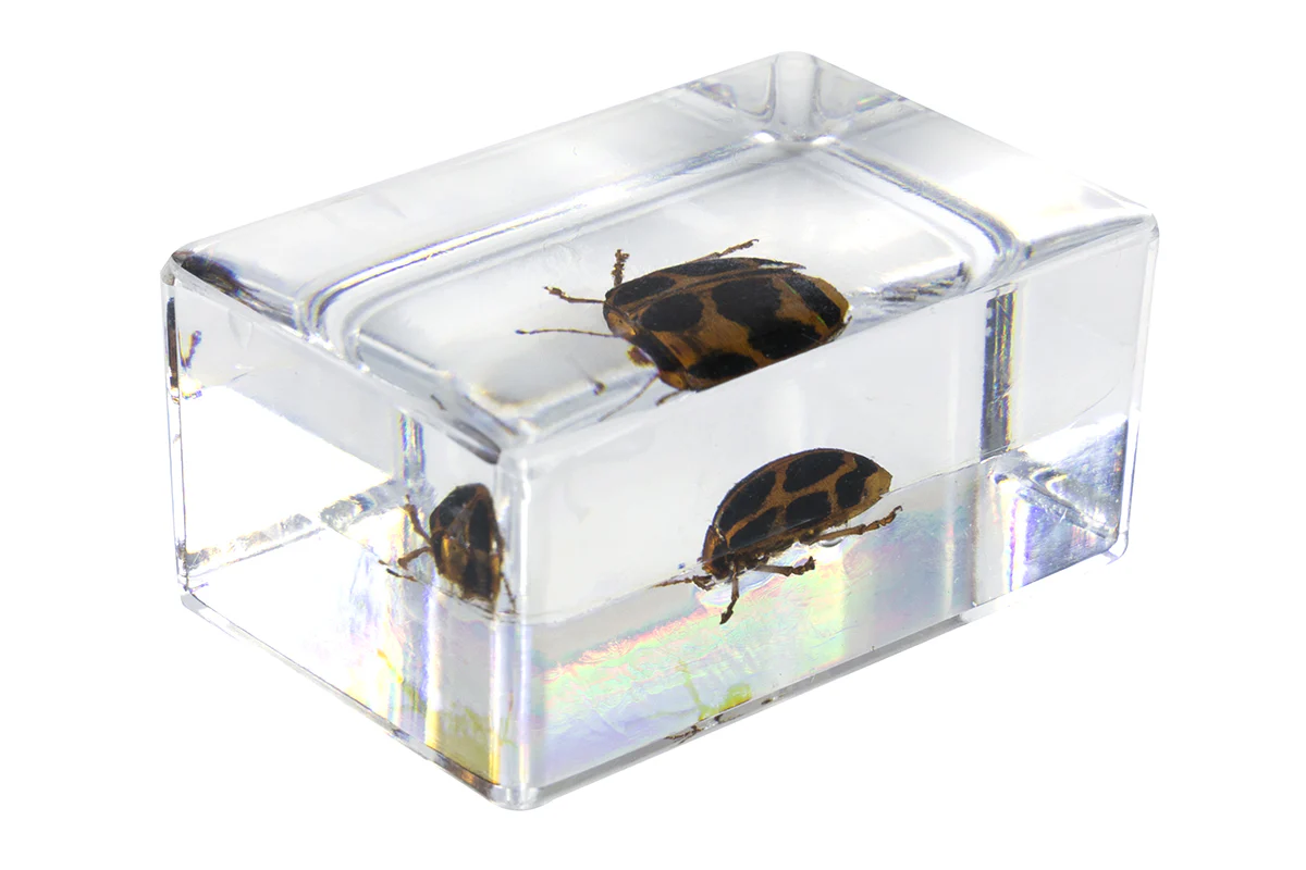 3D Bug Specimen Kit #4 - Image 10