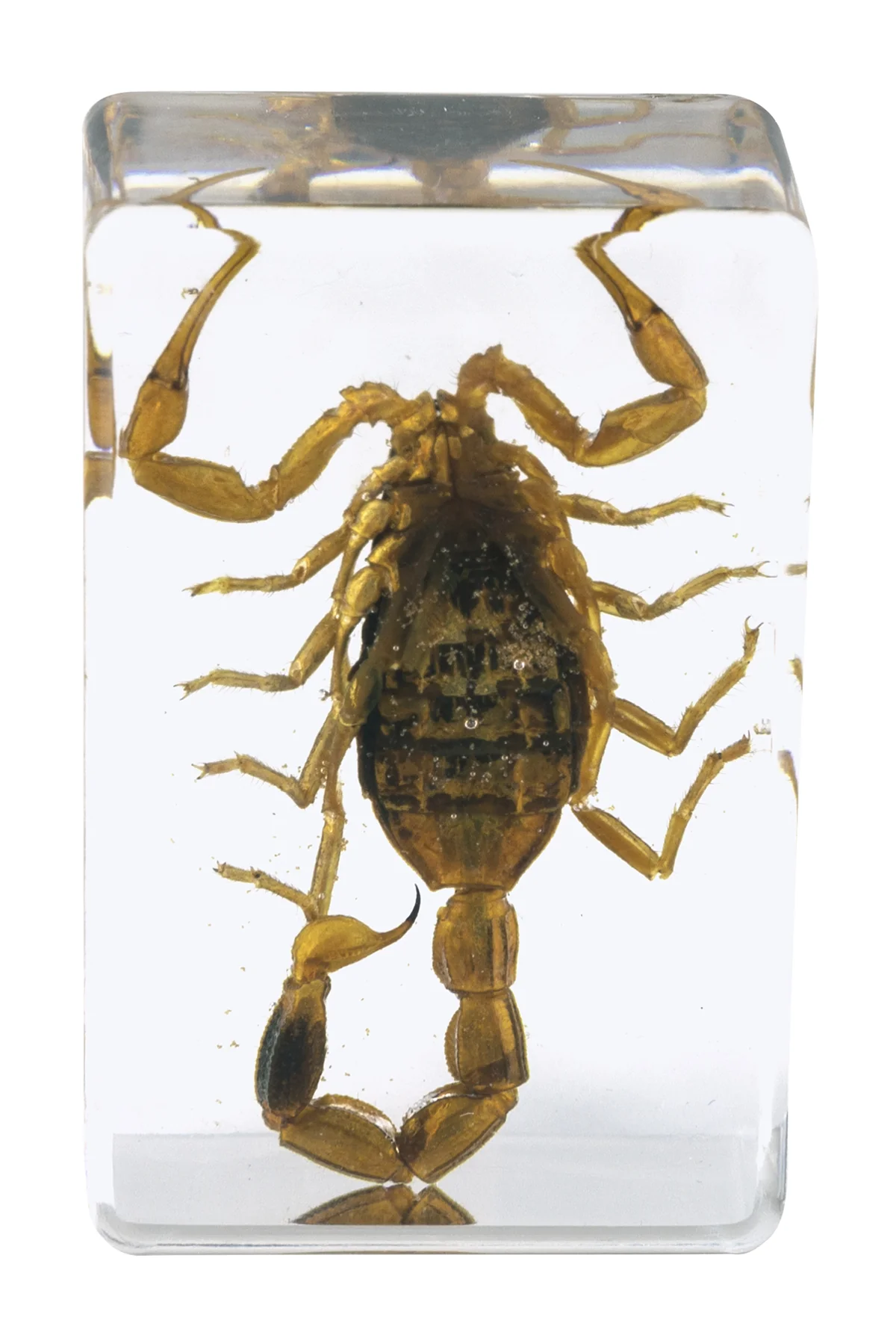 3D Bug Specimen Kit #4 - Image 3