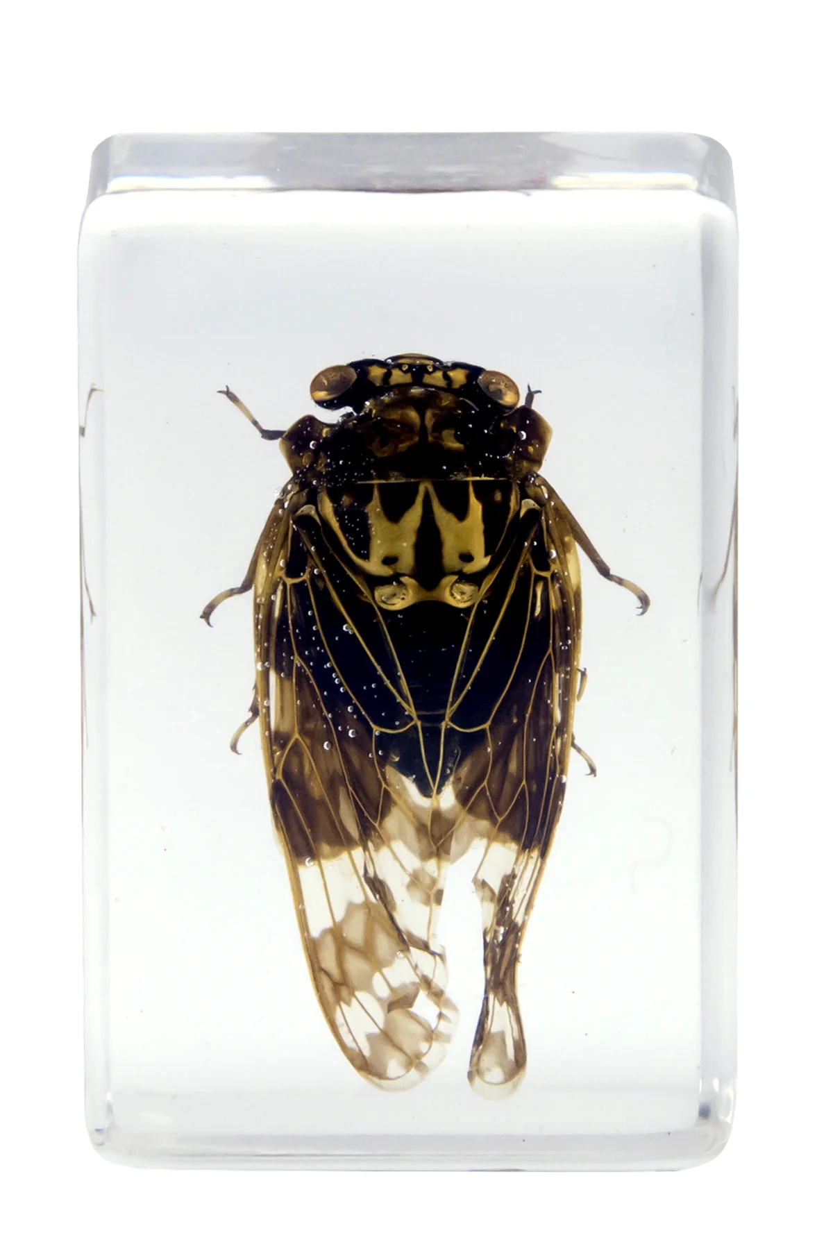 3D Bug Specimen Kit #4 - Image 4