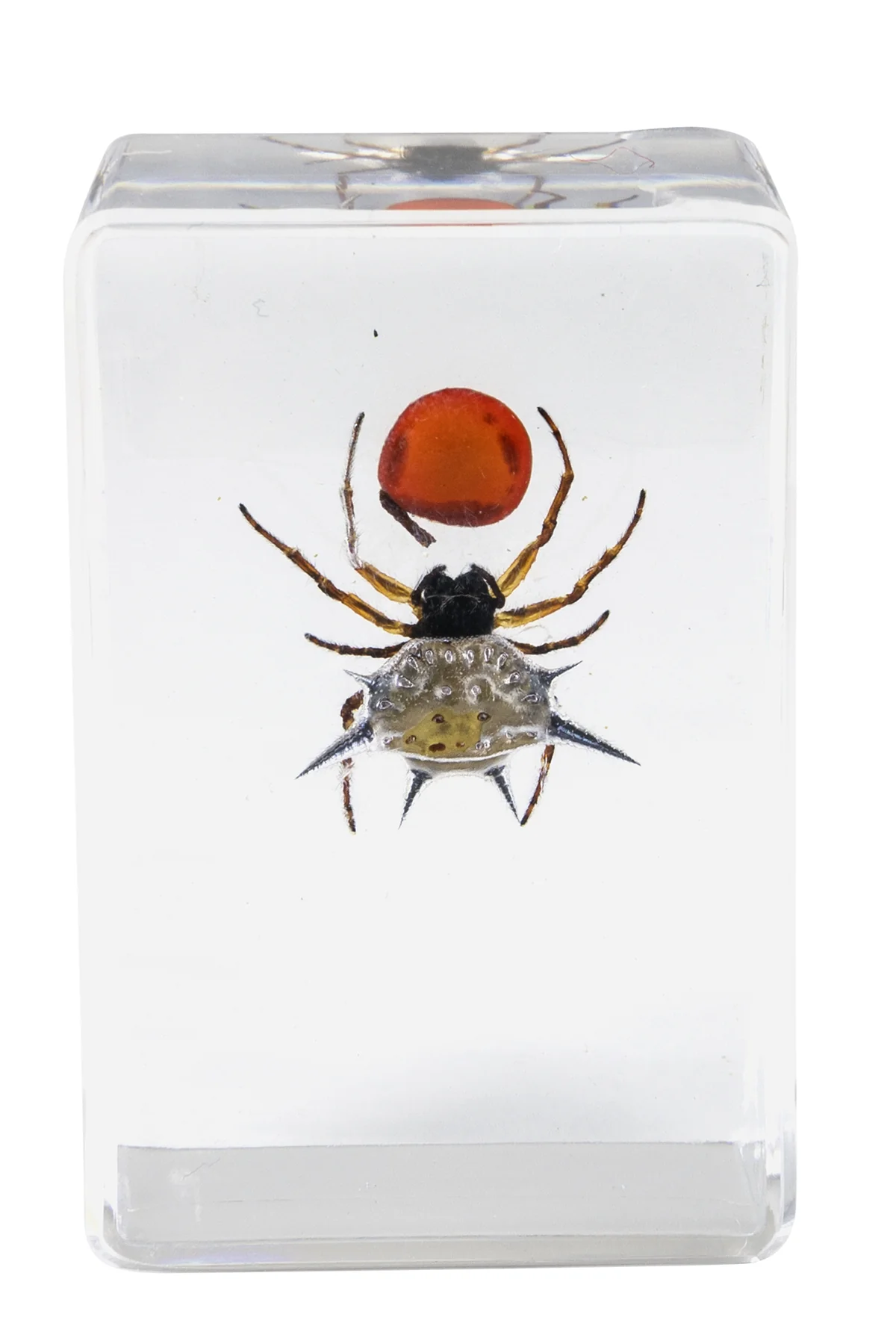 3D Bug Specimen Kit #4 - Image 5