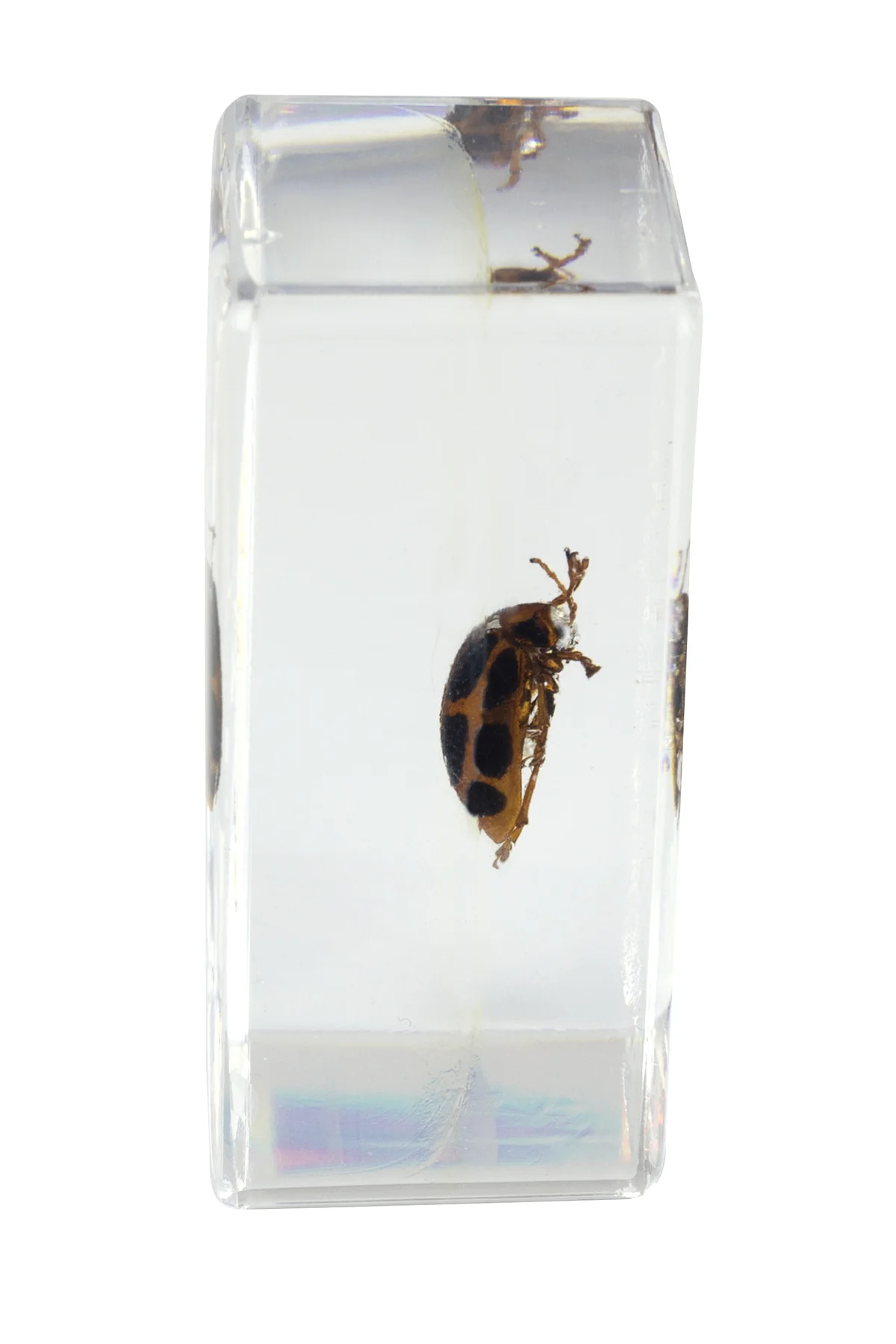 3D Bug Specimen Kit #4 - Image 7