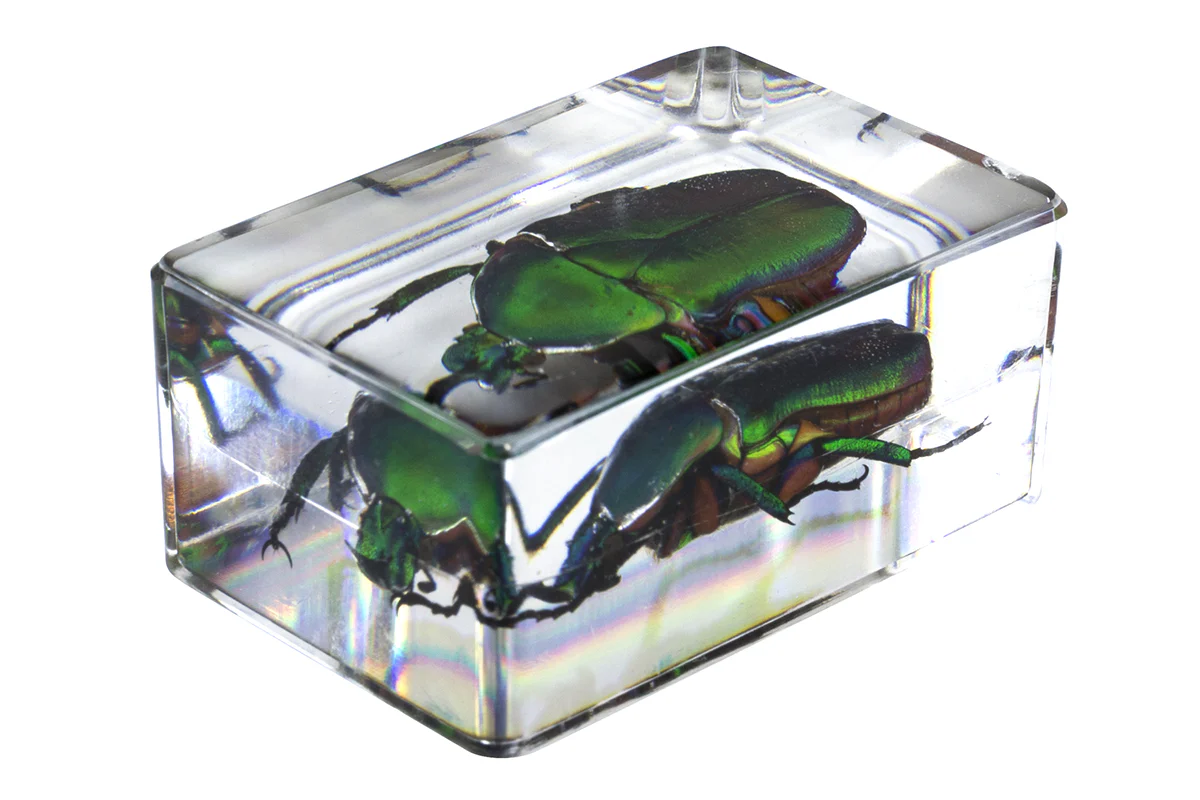 3D Bug Specimen Kit #4 - Image 8