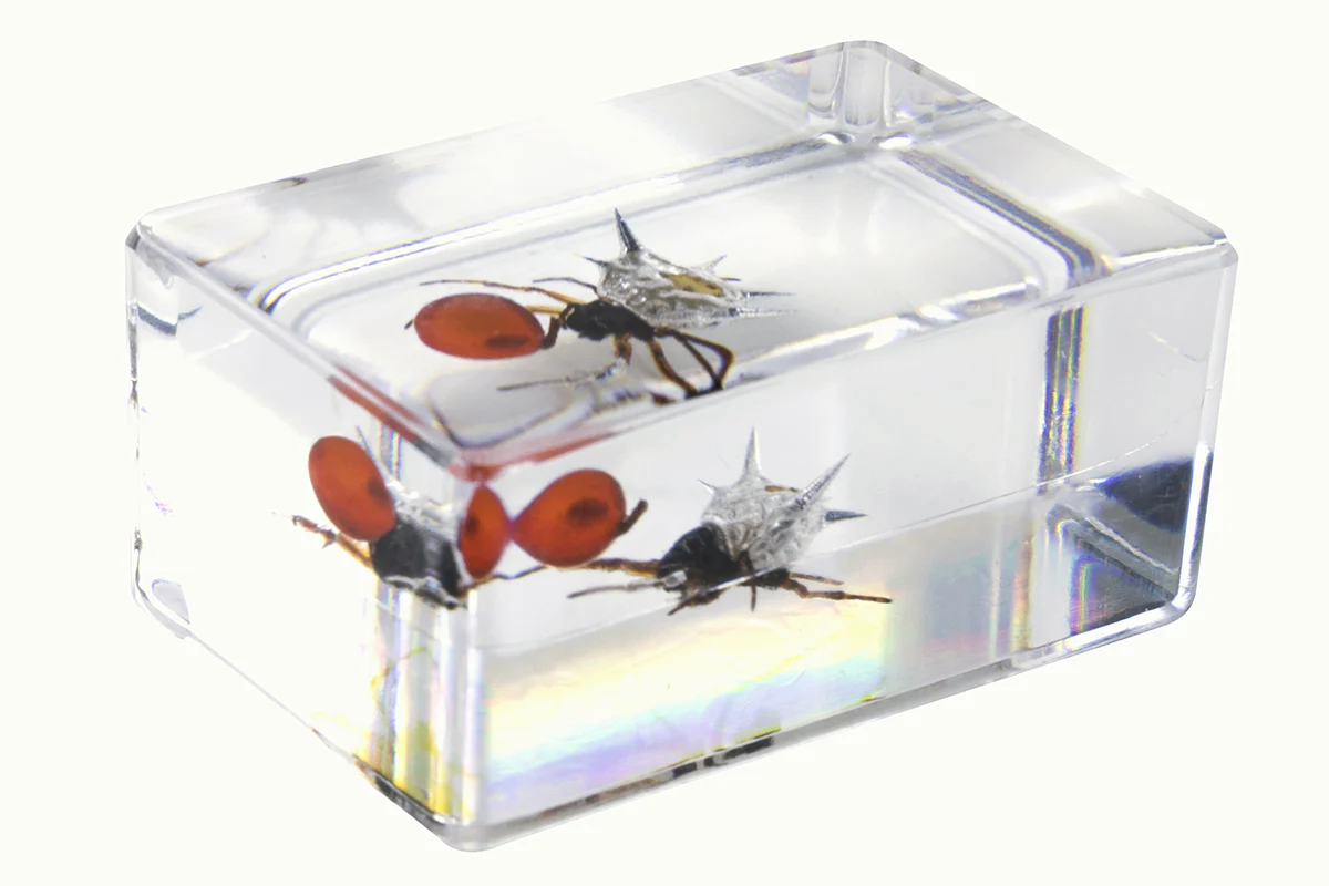 3D Bug Specimen Kit #4 - Image 9