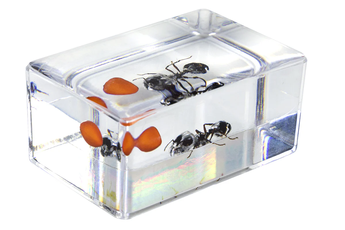 3D Bug Specimen Kit #5 - Image 10