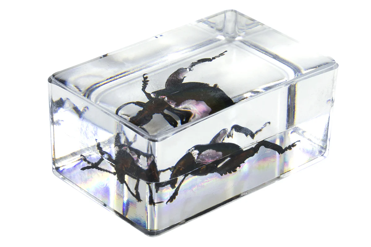 3D Bug Specimen Kit #5 - Image 11