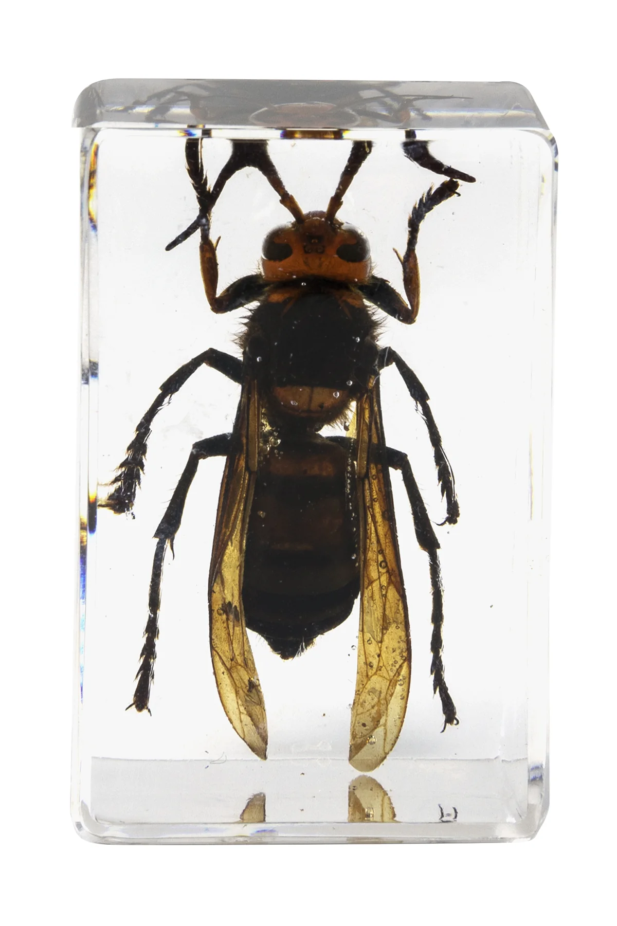 3D Bug Specimen Kit #5 - Image 3