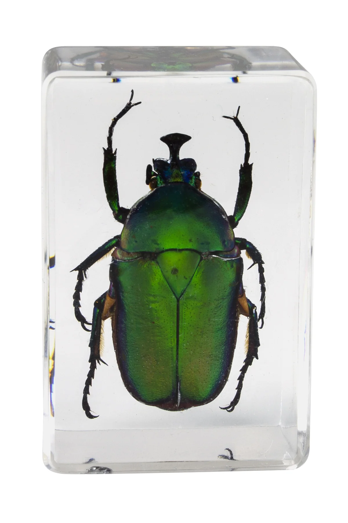 3D Bug Specimen Kit #5 - Image 4