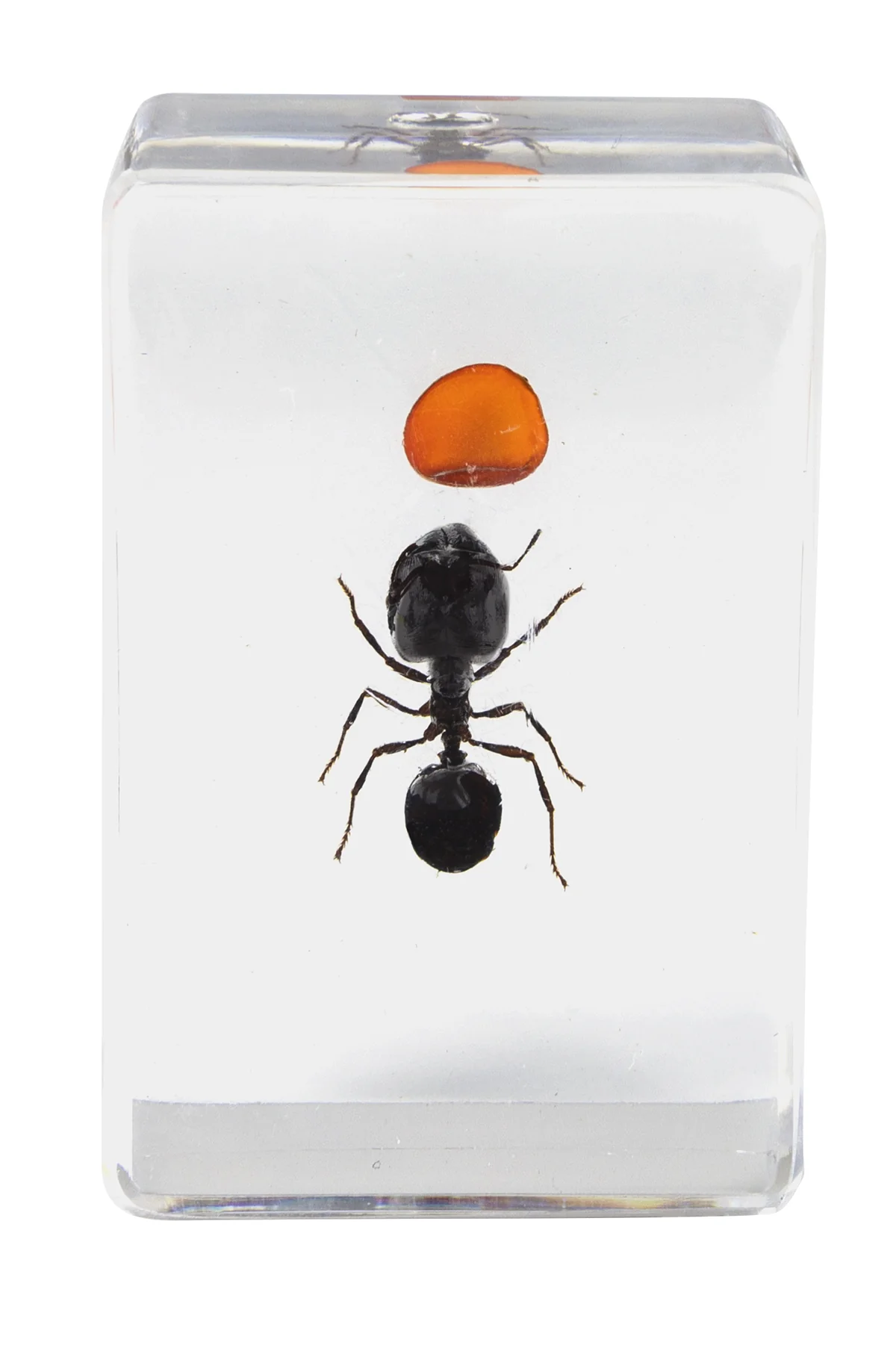 3D Bug Specimen Kit #5 - Image 5