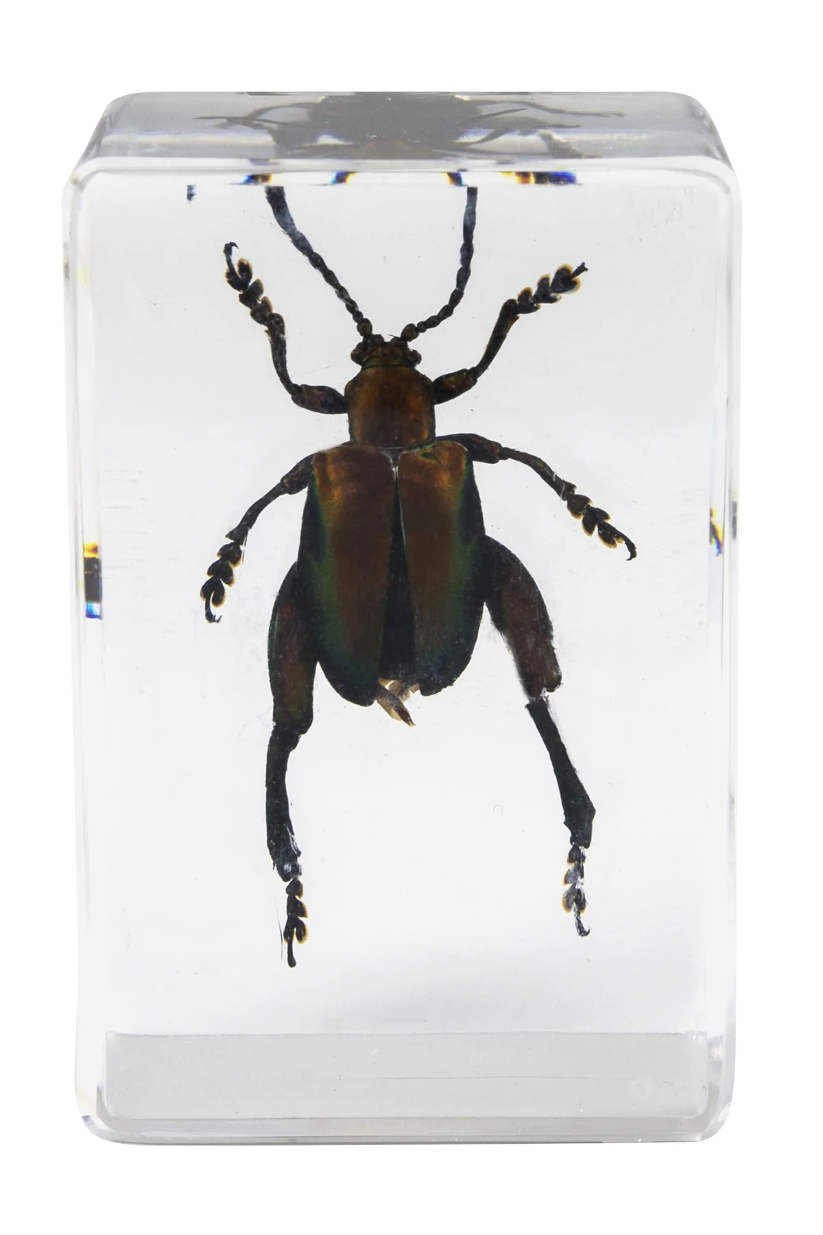 3D Bug Specimen Kit #5 - Image 6