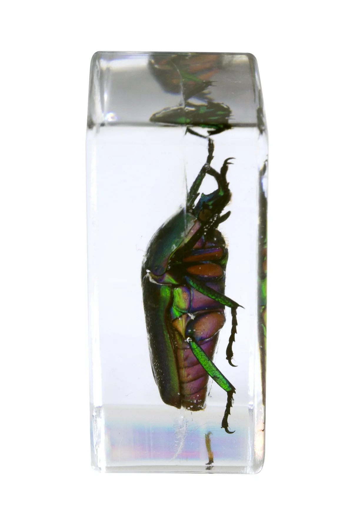 3D Bug Specimen Kit #5 - Image 7
