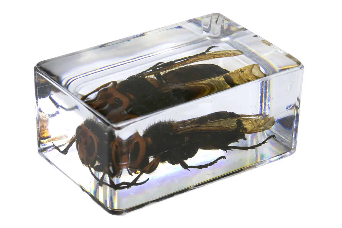 3D Bug Specimen Kit #5 - Image 8