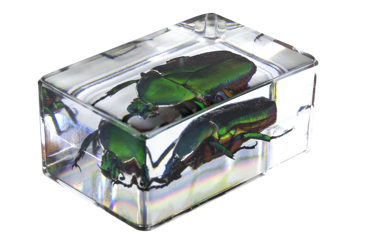 3D Bug Specimen Kit #5 - Image 9
