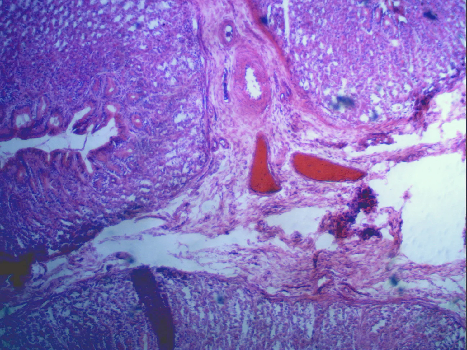 5MP Digital Microscope Imager - Image 11