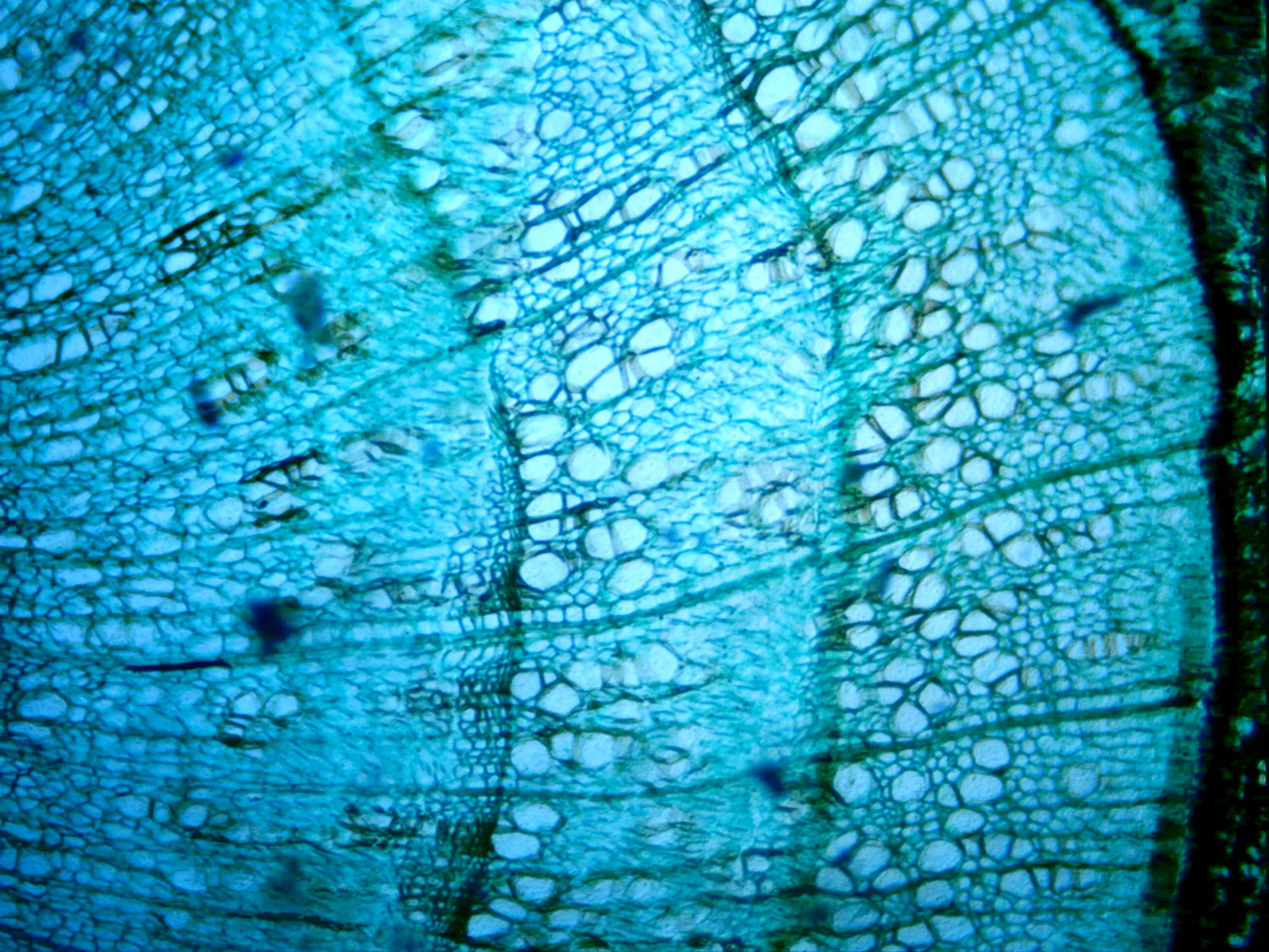 5MP Digital Microscope Imager - Image 12