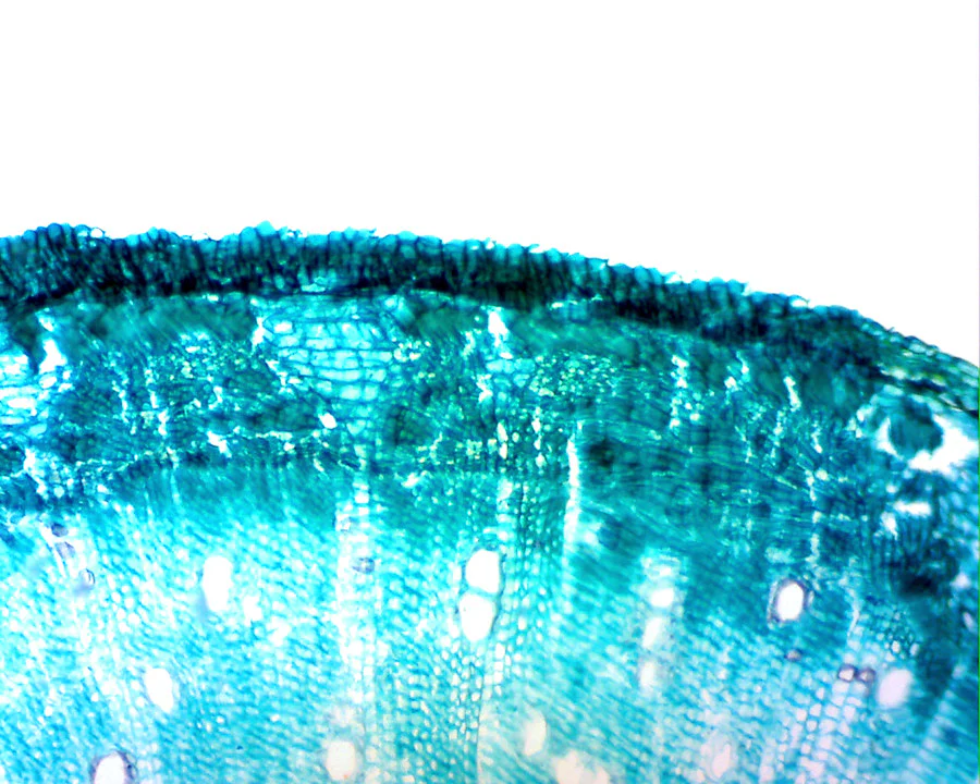 Digital Microscope Imager - Image 10