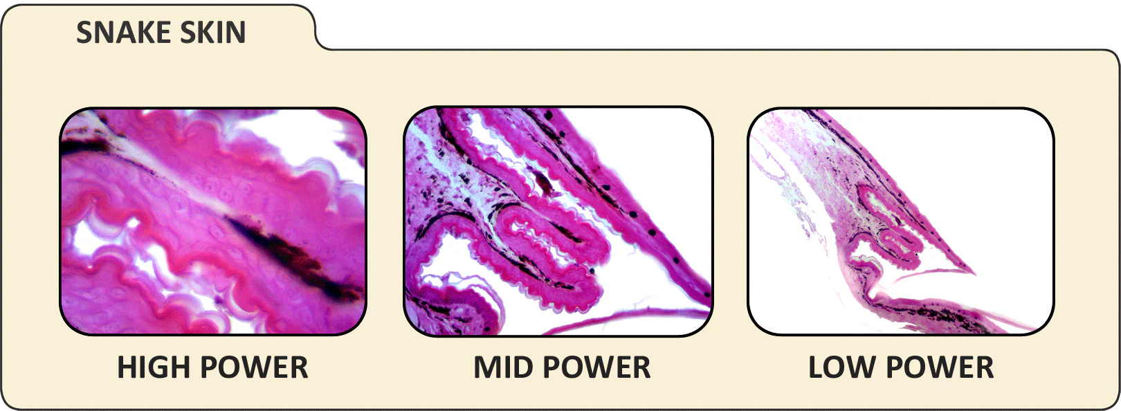 Digital Microscope Imager - Image 11