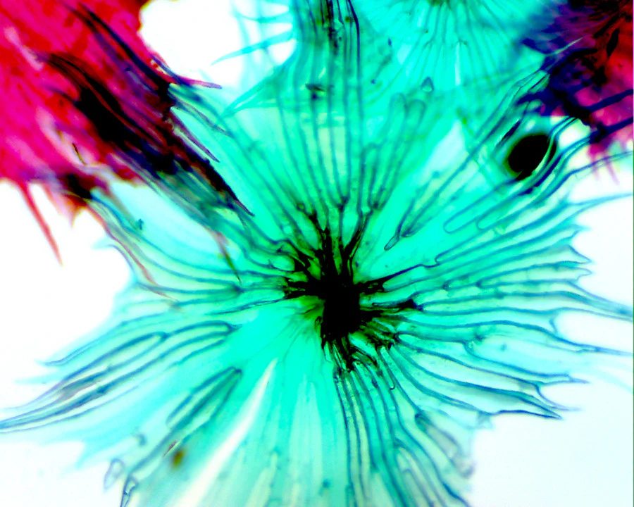 Digital Microscope Imager - Image 9